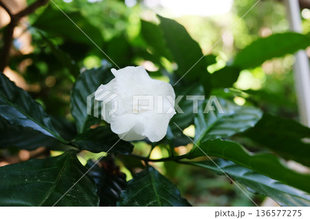 Blooming white gardenia jasminoides flowers in garden Blooming white gardenia jasminoides flowers in garden 136577275