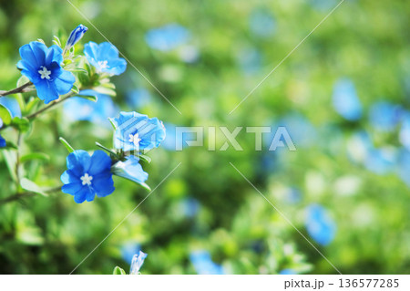 Fresh blooming blue veronica flowers on green field garden background. Copy space 136577285