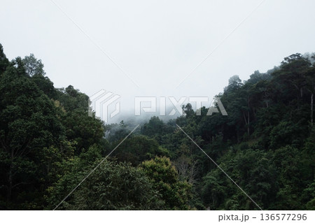 Aerial view of forest in the mountains on a foggy day in Thailand Aerial view of forest in the mountains on a foggy day in Thailand 136577296