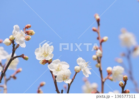 梅の花と青空 梅の花と青空 136577311