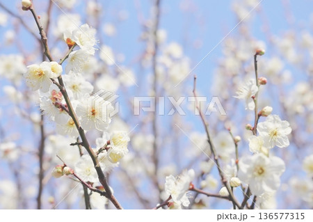 満開の梅の花 満開の梅の花 136577315