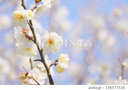 梅の花のアップ 梅の花のアップ 136577316