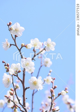 梅の花と空4 縦 136577319
