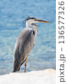 海辺に佇むアオサギのポートレート 136577326