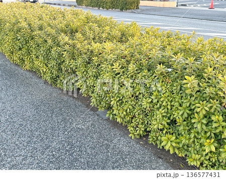 道路沿いの生垣 136577431