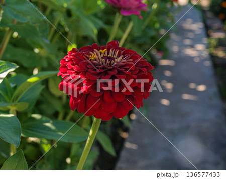 A large, regular flower of red cynia. Shady garden paths. 136577433