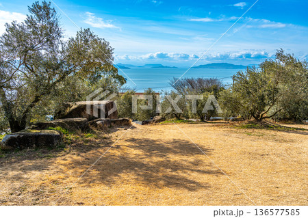 冬のオリーブ園と瀬戸内海の風景1 岡山県瀬戸内市 冬のオリーブ園と瀬戸内海の風景1 岡山県瀬戸内市 136577585