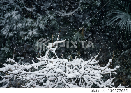 二月の里山の木々に降雪した名残の雪と雪片 136577625