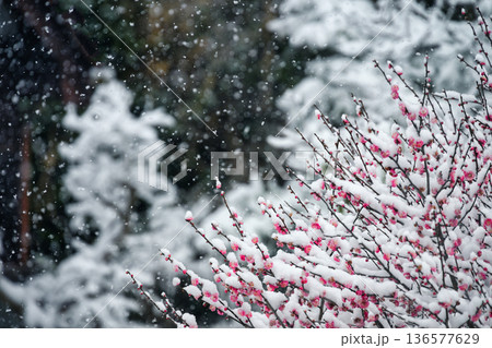 二月の里山の木々と梅の花に降雪した名残の雪と雪片 二月の里山の木々と梅の花に降雪した名残の雪と雪片 136577629