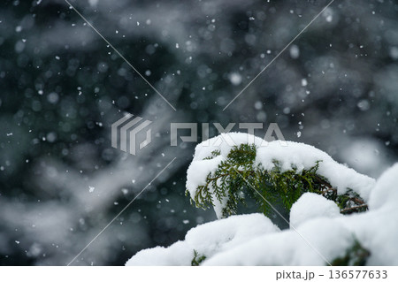 二月の里山の木々に降雪した名残の雪と雪片 136577633
