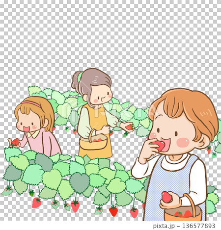 Women enjoying strawberry picking Women enjoying strawberry picking 136577893