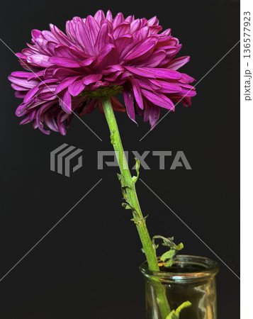 Pink Chrysanthemum Flower Macro Close Up Single Bloom on Stem Dark Background Botanical Floral Pink Chrysanthemum Flower Macro Close Up Single Bloom on Stem Dark Background Botanical Floral 136577923