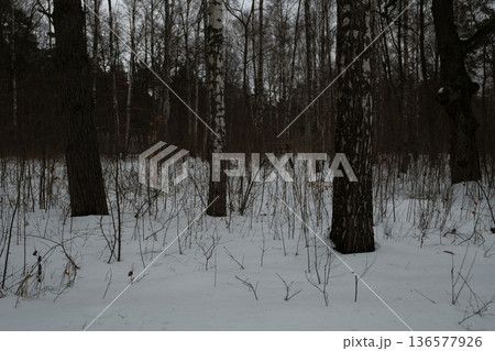 birch trees covered in snow birch trees covered in snow 136577926
