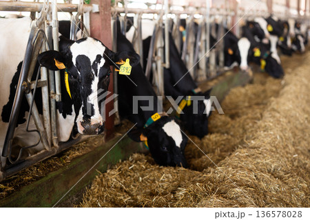 Cows feeding on hay in barn 136578028