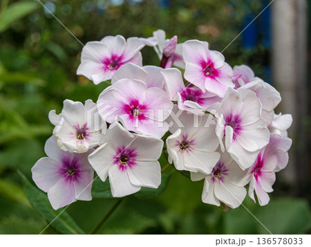 Pink and white phlox in the garden. Inflorescence. Pink and white phlox in the garden. Inflorescence. 136578033