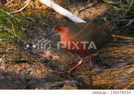 ヒクイナ 136578134