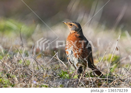 ハチジョウツグミ 136578239