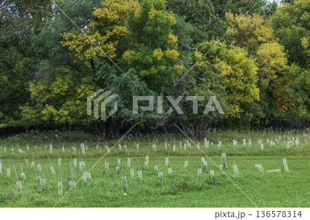 Young Tree Saplings Protected in Green Field Young Tree Saplings Protected in Green Field 136578314