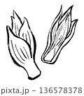 みょうがの線画イラスト 136578378