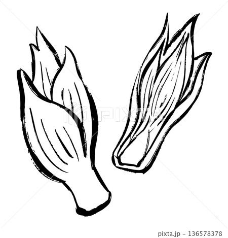 みょうがの線画イラスト 136578378