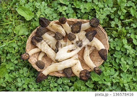 Morel mushroom morchella esculenta 136578416