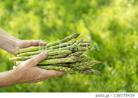 Asparagus picked 136578439