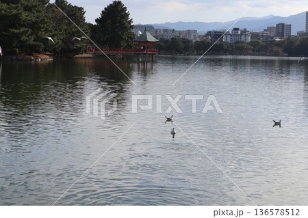 2024年・福岡・福岡市・風景・中央区大濠公園・大濠公園・其の四十六 2024年・福岡・福岡市・風景・中央区大濠公園・大濠公園・其の四十六 136578512