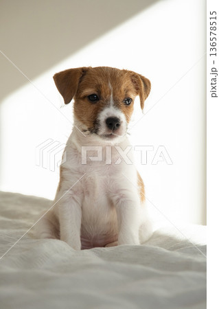 Cute puppy jack russell terrier dog sitting patiently. Cute puppy jack russell terrier dog sitting patiently. 136578515