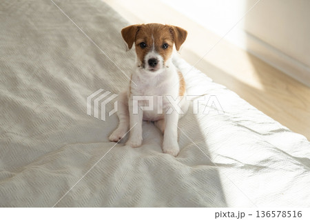 Cute puppy sitting on soft white bed sheet. Adorable looking little dog. Cute puppy sitting on soft white bed sheet. Adorable looking little dog. 136578516