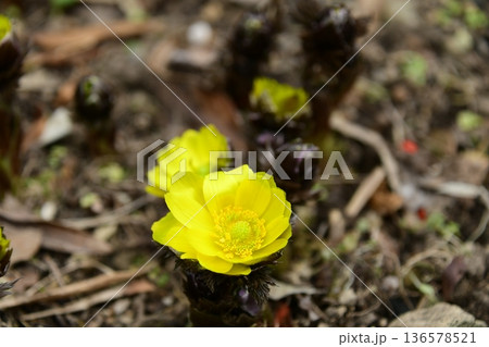 福寿草が咲いた! 136578521