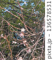 咲き始めた花 136578531