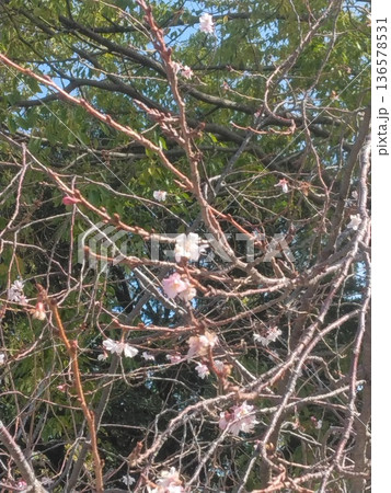 咲き始めた花 136578531