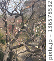 満開前 136578532
