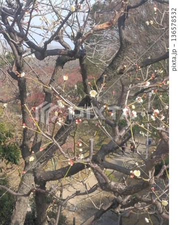 満開前 満開前 136578532