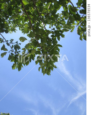 青葉の桜の枝と青空 青葉の桜の枝と青空 136578534