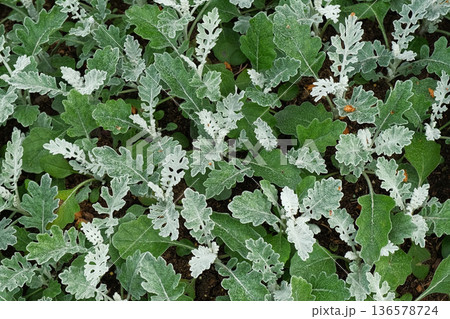 Pale Green Silver Leaves of Senecio Cineraria, Jacobaea Maritima, close-up background texture wallpaper. Hairy white carved leaves ornamental plant. Silverdust in the garden. Top view dusty miller 136578724