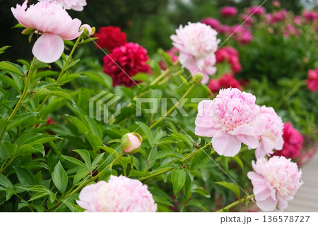 Pink peony growing, blurred leaves background. Gently fresh flower bush. Gardening, landscaping. Plant Nurse Ad. Backdrop for product promote. Flower shop. Green home garden. Landscape design. Path 136578727