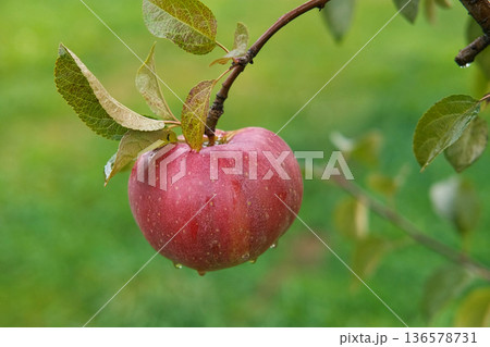 Ripe Apples in the Apple Orchard before Harvesting. Big Red delicious Apples Hanging from a Tree Branch in the Fruit Garden at Fall Harvest. Basket of Apples. Autumn Cloudy Day, Soft Shadow. 4K Ripe Apples in the Apple Orchard before Harvesting. Big Red delicious Apples Hanging from a Tree Branch in the Fruit Garden at Fall Harvest. Basket of Apples. Autumn Cloudy Day, Soft Shadow. 4K 136578731