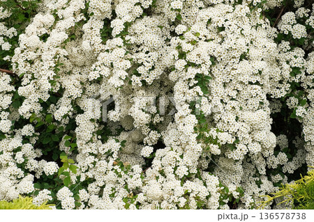 White Spiraea Blossom Wall. Blooming Spirea Vanhouttei. White Color Flowers Bush. Landscaped Ornamental plant. Beautiful English style cottage garden composition. Landscaping backyard Real Video 4K 136578738