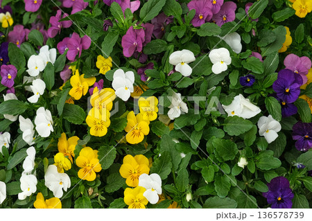 Wild pansies, Viola Tricolor, also known as Johnny Jump Up. Many Purple and Yellow Flowers. Pansies on a Backyard. Landscaping in Green Home Garden. Landscape Design with Flower beds in Summer. Wild pansies, Viola Tricolor, also known as Johnny Jump Up. Many Purple and Yellow Flowers. Pansies on a Backyard. Landscaping in Green Home Garden. Landscape Design with Flower beds in Summer. 136578739