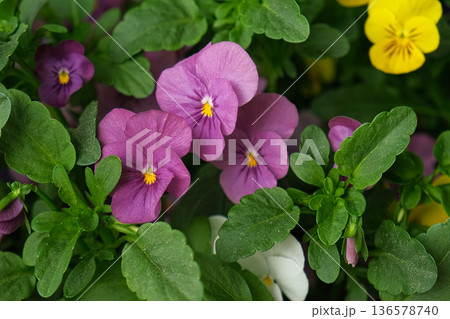 Wild pansies, Viola Tricolor, also known as Johnny Jump Up. Many Purple and Yellow Flowers. Pansies on a Backyard. Landscaping in Green Home Garden. Landscape Design with Flower beds in Summer. 136578740