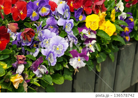 Wild pansies, Viola Tricolor, also known as Johnny Jump Up. Many Purple and Yellow Flowers. Pansies on a Backyard. Landscaping in Green Home Garden. Landscape Design with Flower beds in Summer. Wild pansies, Viola Tricolor, also known as Johnny Jump Up. Many Purple and Yellow Flowers. Pansies on a Backyard. Landscaping in Green Home Garden. Landscape Design with Flower beds in Summer. 136578742