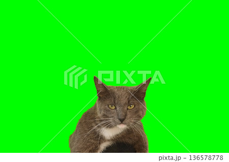 Cat on green screen chromakey. Gray cat isolated on greenscreen. Feline is Sitting, Looking Up, Playing and Catching. Kitty Cat licks its muzzle. Kitten video. Keying. Advertising of goods for pets 4K 136578778