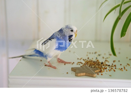 Colorful Budgerigar Feeding Playfully. Vibrant White Blue Budgie Bird is Perched Near a Bunch of Scattered Seeds. Bright Cozy Indoor Setting. Close-up. Funny Pet Parrot. Domestic Animal Parakeet 136578782
