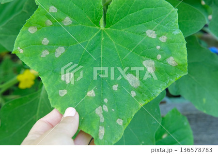 Cucumber disease. Spotted, yellowed and diseased cucumber leaf affected by a disease or pests caused by harmful insects, plant fungi, thrips and other diseases. Infection on leaves in Female Hands. Cucumber disease. Spotted, yellowed and diseased cucumber leaf affected by a disease or pests caused by harmful insects, plant fungi, thrips and other diseases. Infection on leaves in Female Hands. 136578783
