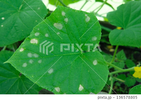 Cucumber disease. Spotted, yellowed and diseased cucumber leaf affected by a disease or pests caused by harmful insects, plant fungi, thrips and other diseases. Infection on leaves in Female Hands. 136578805