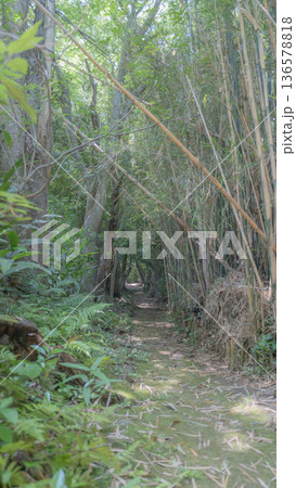 山の中、どこまでも続く竹林の細い道 山の中、どこまでも続く竹林の細い道 136578818