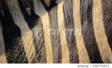 Close-up shot of zebra skin.black and white 136578823