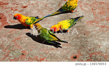 The bird is eating food on the ground. The bird is eating food on the ground. 136578953