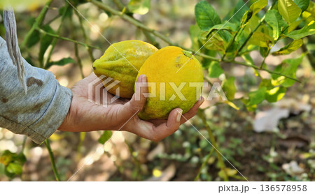 Woman hands lemons from the lemon tree Woman hands lemons from the lemon tree 136578958